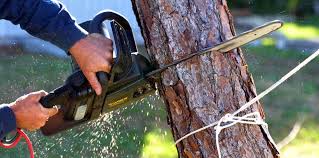 Best Tree Disease Treatment  in West New York, NJ